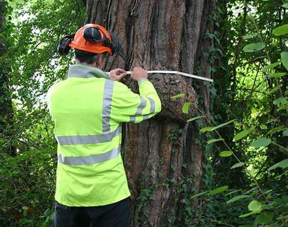 tree survey
