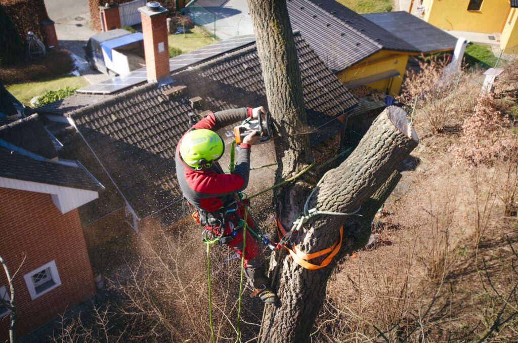 Tree surgeon up a tree cutting the top off.