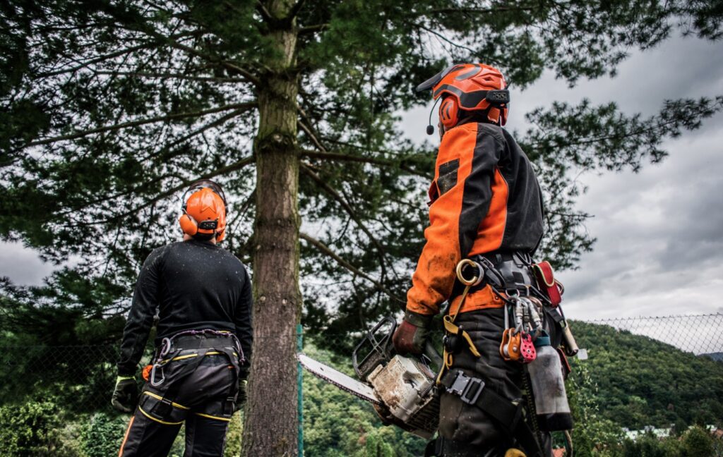 two tree surgeons with chainsaws planning to cutting a tree