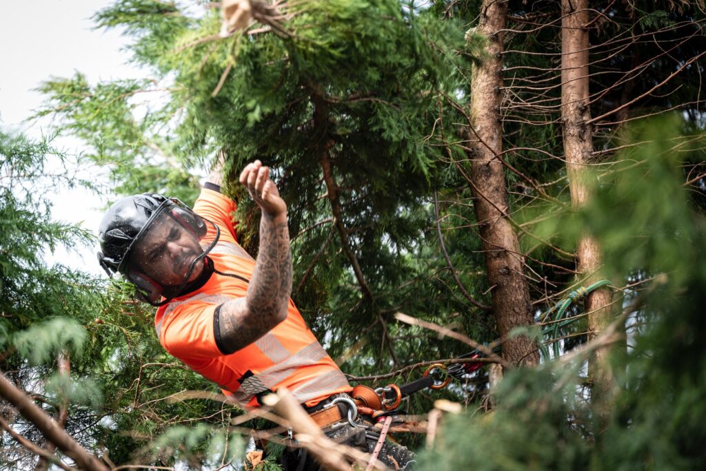 tree surgeon cardiff