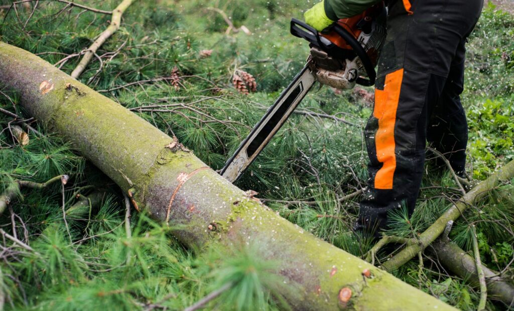 A tree surgeon with chainsaw cutting a tree,
