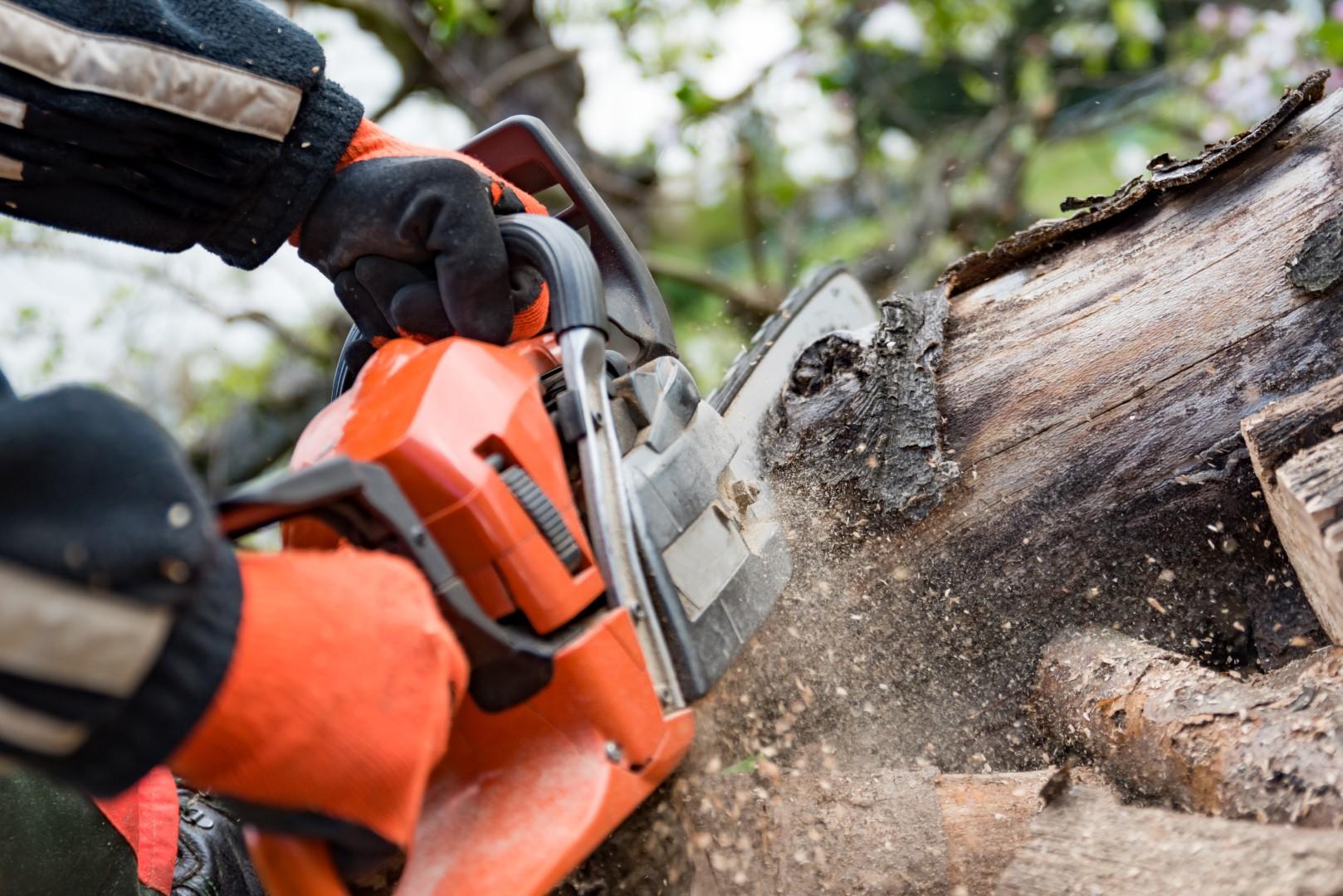 what-is-a-tree-surgeon-what-does-a-tree-surgeon-do-mancoed