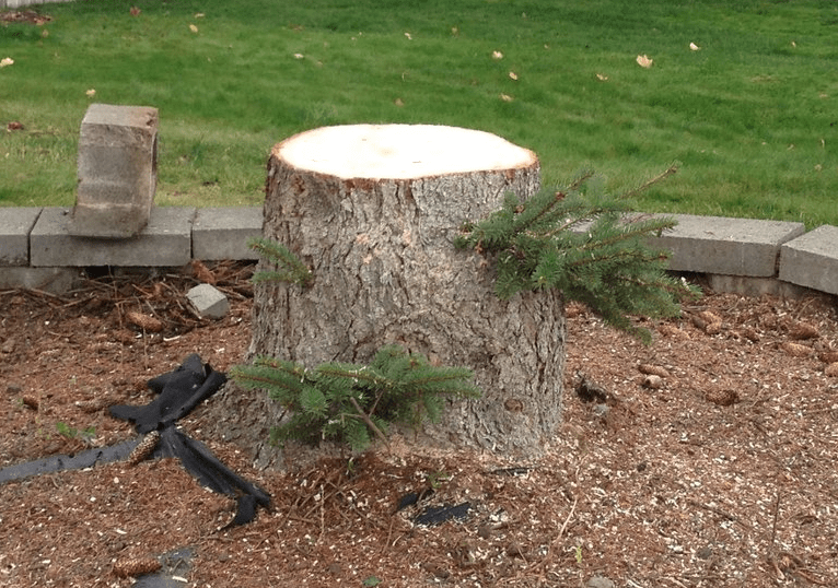 tree stump removal by hand